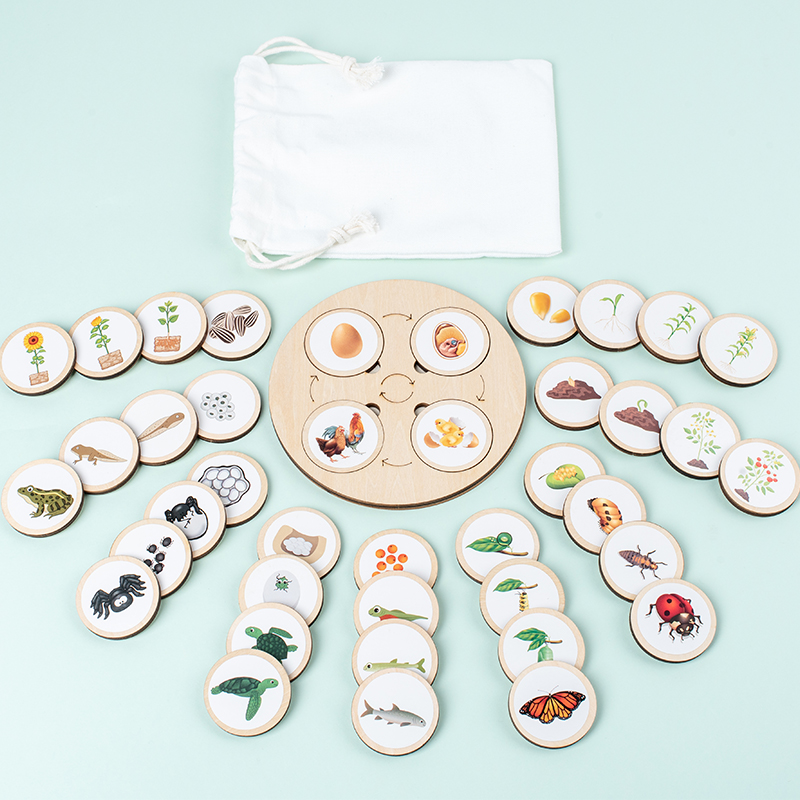 Life Cycle Board Montessori Ki - đánh giá và giá Montessori Shelf Toy