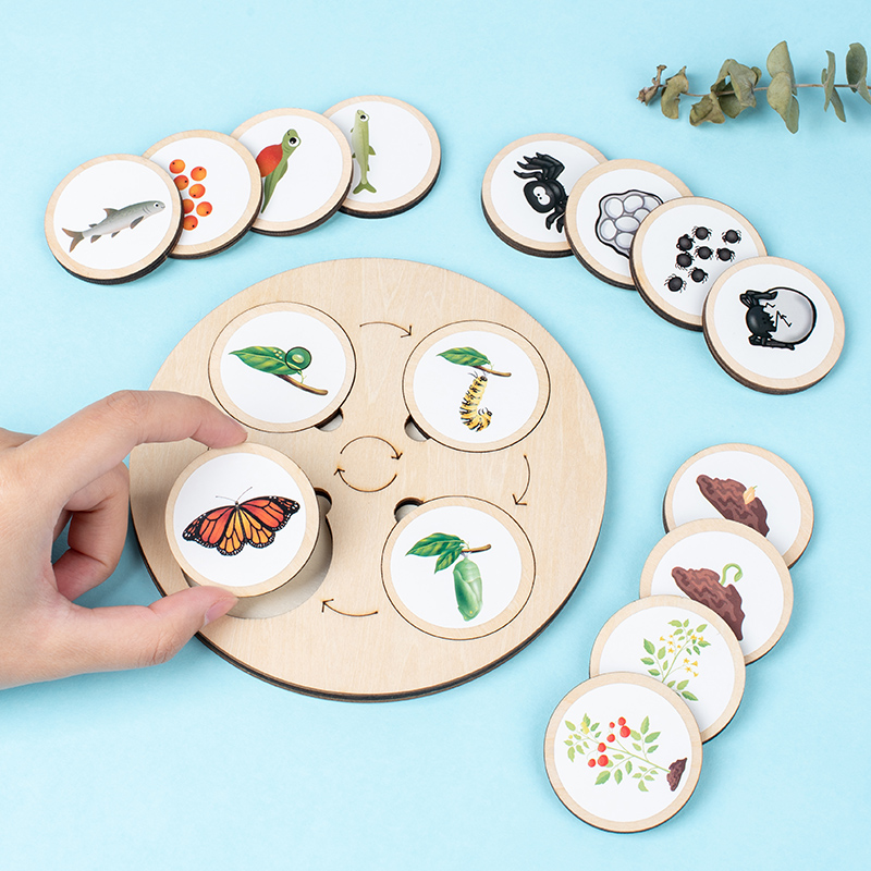 Life Cycle Board Montessori Ki - đánh giá và giá Montessori Shelf Toy